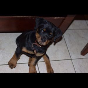 Meet your Posher, Mikel